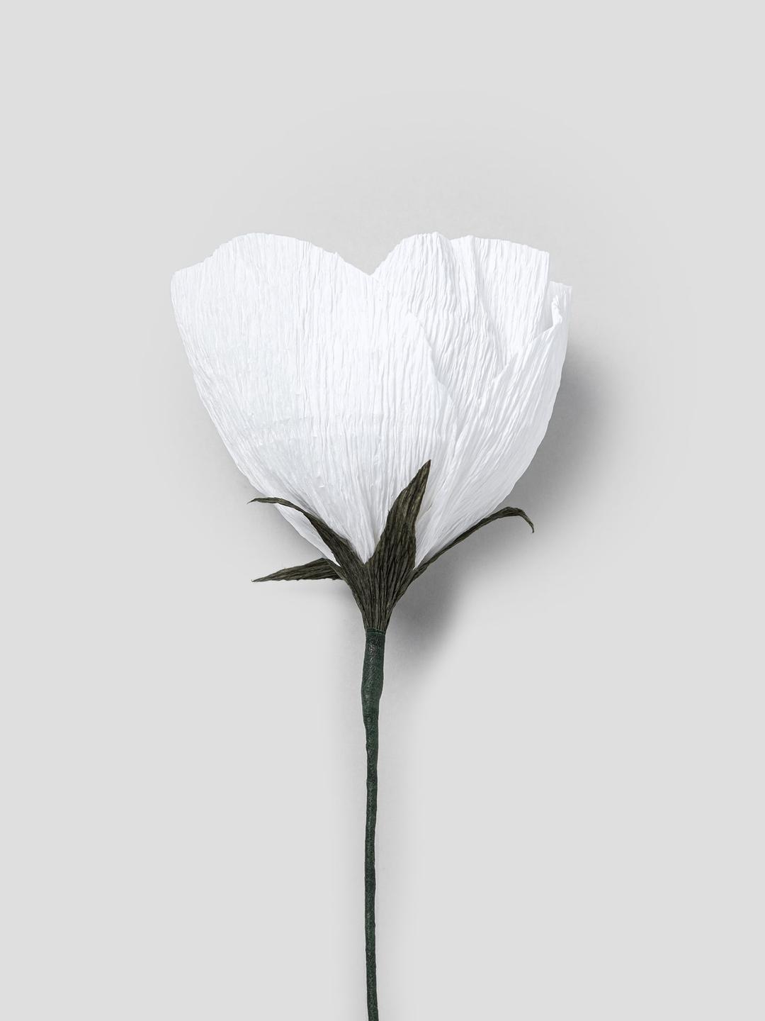 ✨더블적립✨ White Paper Flower - White