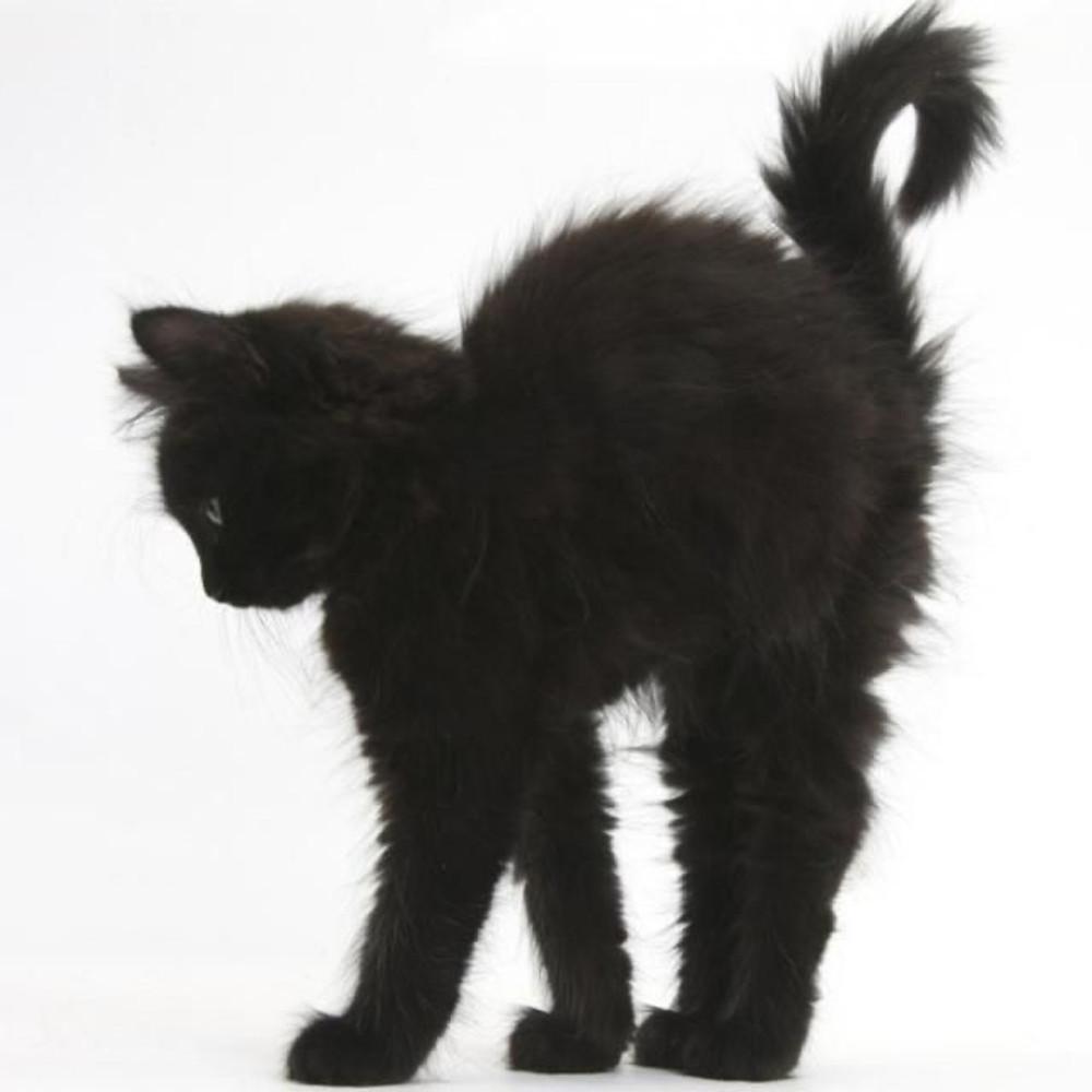 Cat tail multi plug 고양이 꼬리 털 멀티탭 콘센트
