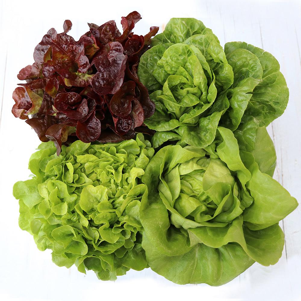 하루한쌈 다이어트 유럽채소 알뜰박스  유럽샐러드 버터헤드 이자벨 로메인 카이피라 상추 쌈 논산 유럽피안