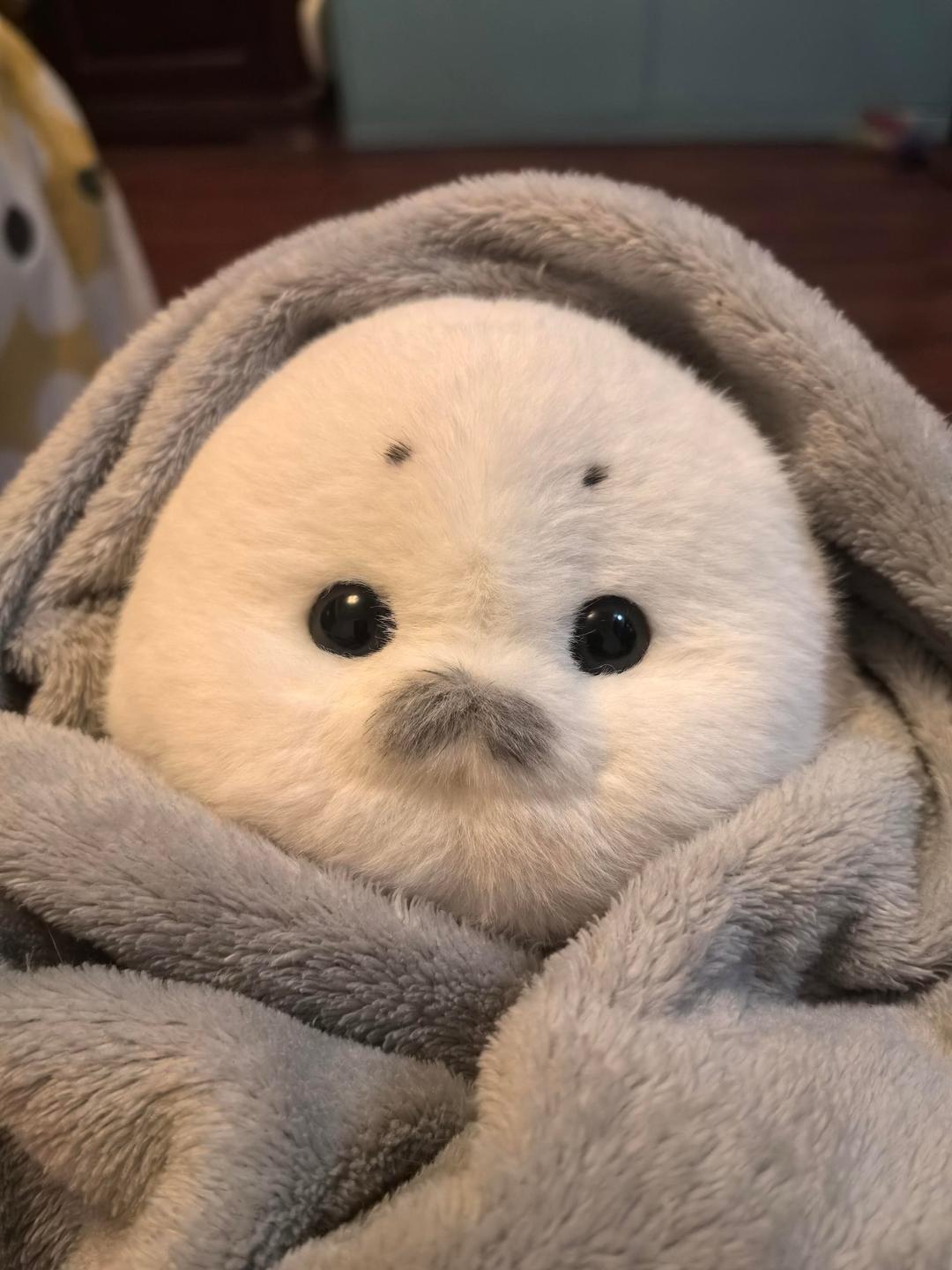seals🦭