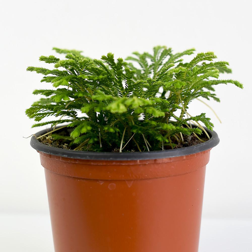 왓소니아2 구름이끼 공기정화식물 천연가습 반음지 관엽 식물 마이플랜트