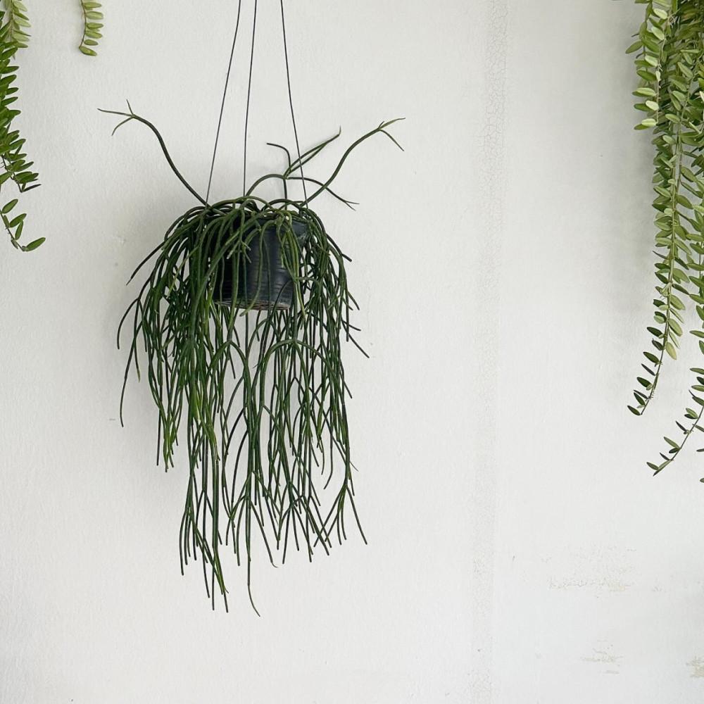 행잉식물 립살리스 레인 핑크 볼 행잉 늘어지는식물 인테리어 식물