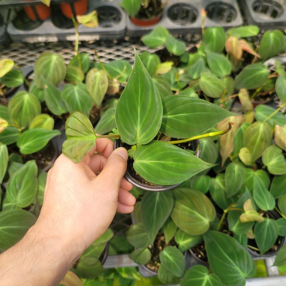 필로덴드론 미칸 플라스틱 포트 늘어지는식물 거실화분 플랜테리어 실내공기정화식물