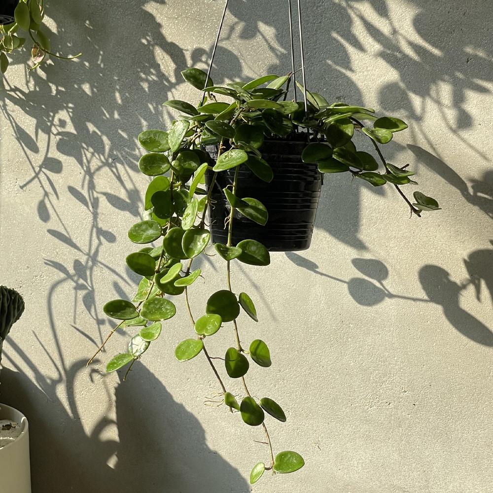 풀집 호야 마틸다 Hoya Mathilde 행잉 플랜트 공기정화 식물 인테리어 플랜테리어