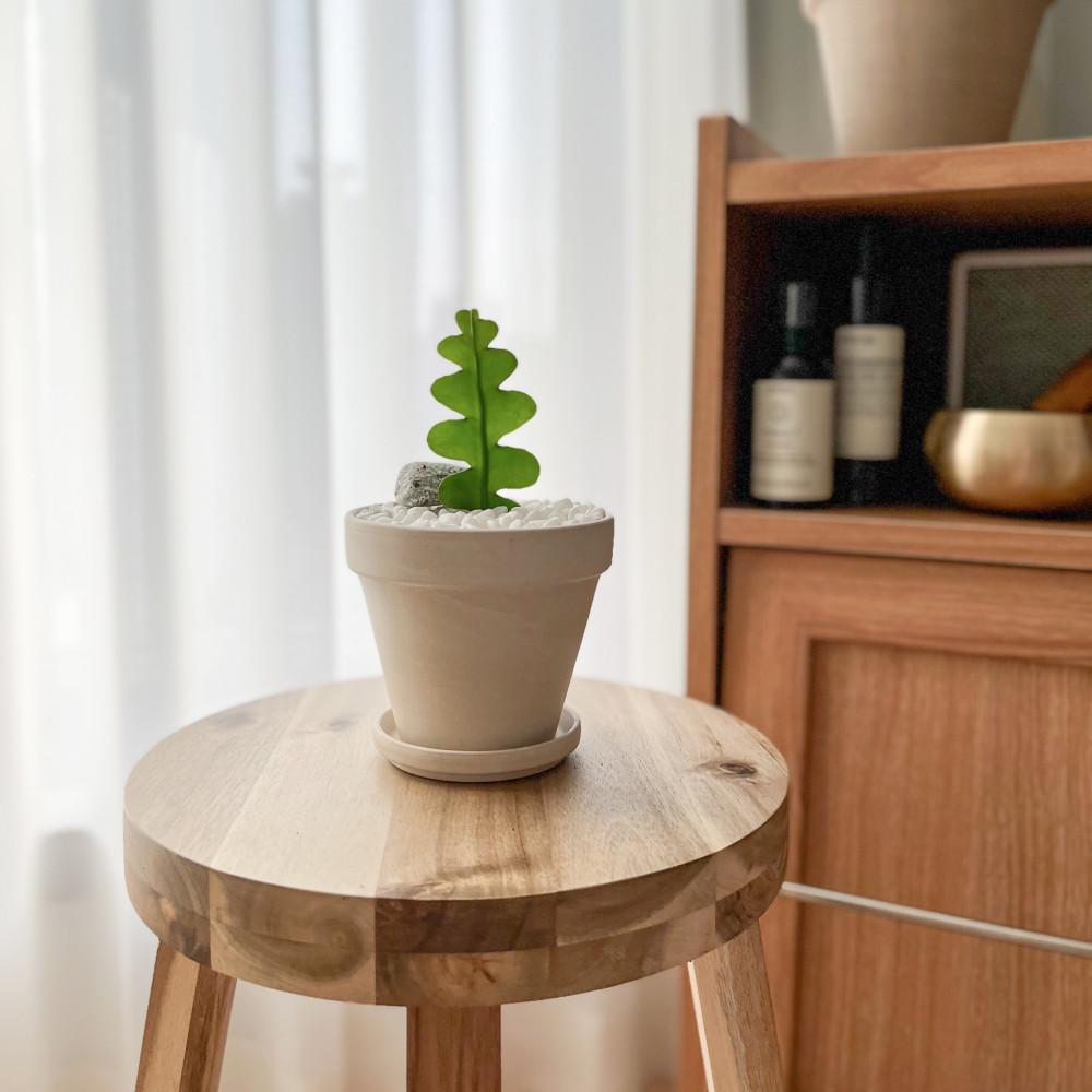 피쉬본 생선뼈 선인장 미니 다육 인테리어 식물 화분