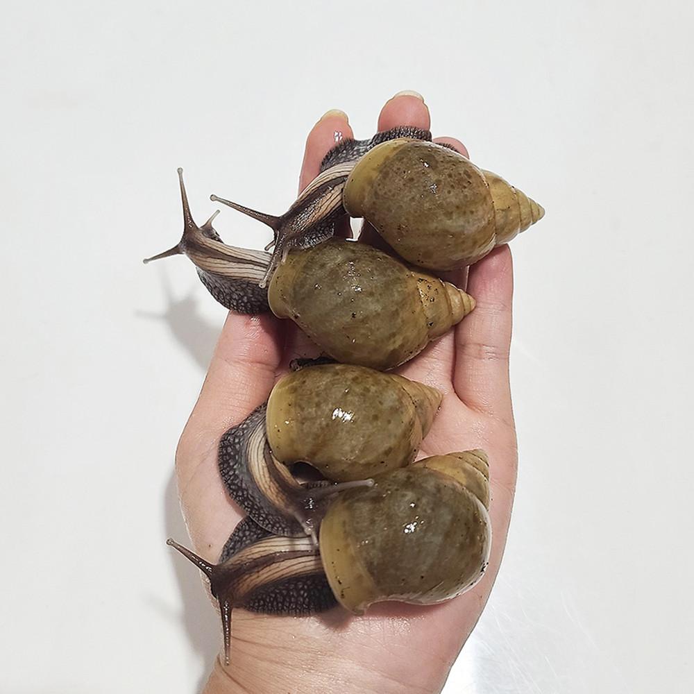 [달팽이키우기] 흑금와달팽이 4-5cm 1마리