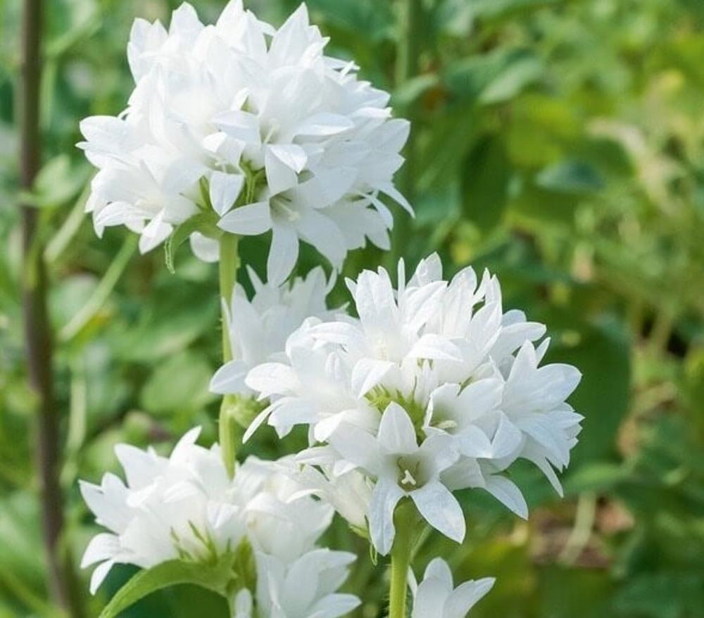 캄파눌라 글로메라타 알바 ( Campanula glomerata alba) 모종 : 도개화원
