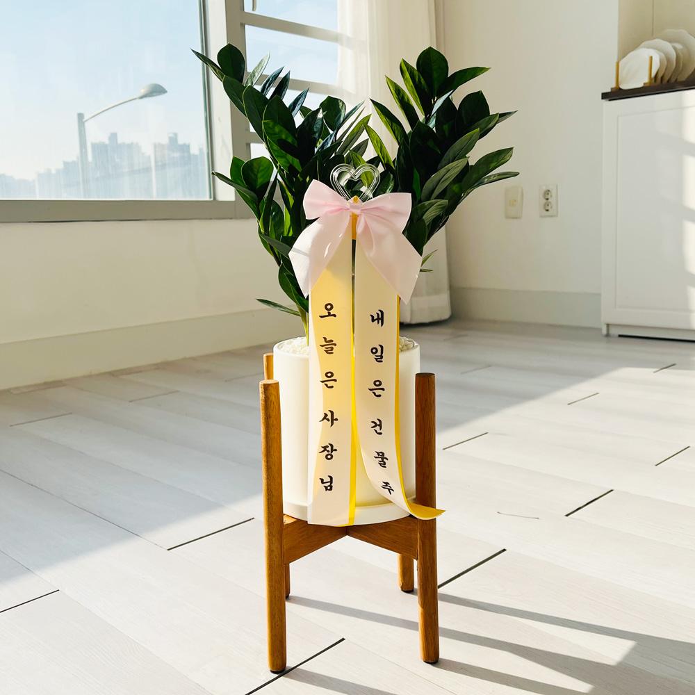 돈들어오는 식물 금전수 +고급 우드스탠드 화분 +내가 만드는 리본 공기정화식물 집들이 개업