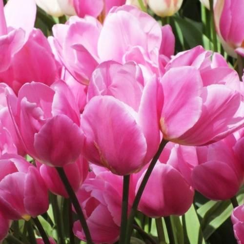 [얼리버드 2차]튤립 구근 - 해피 패밀리