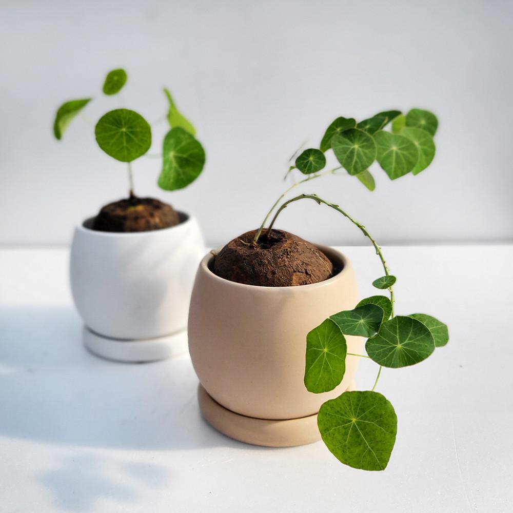 스테파니아 에렉타 3호 Stephania Erecta 괴근식물