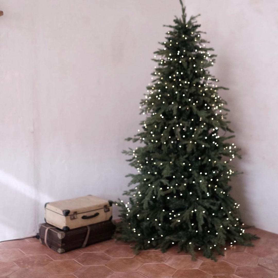 노르웨이숲트리