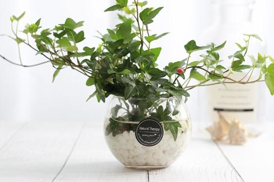 아이비 유리 어항볼 수경재배식물 SET