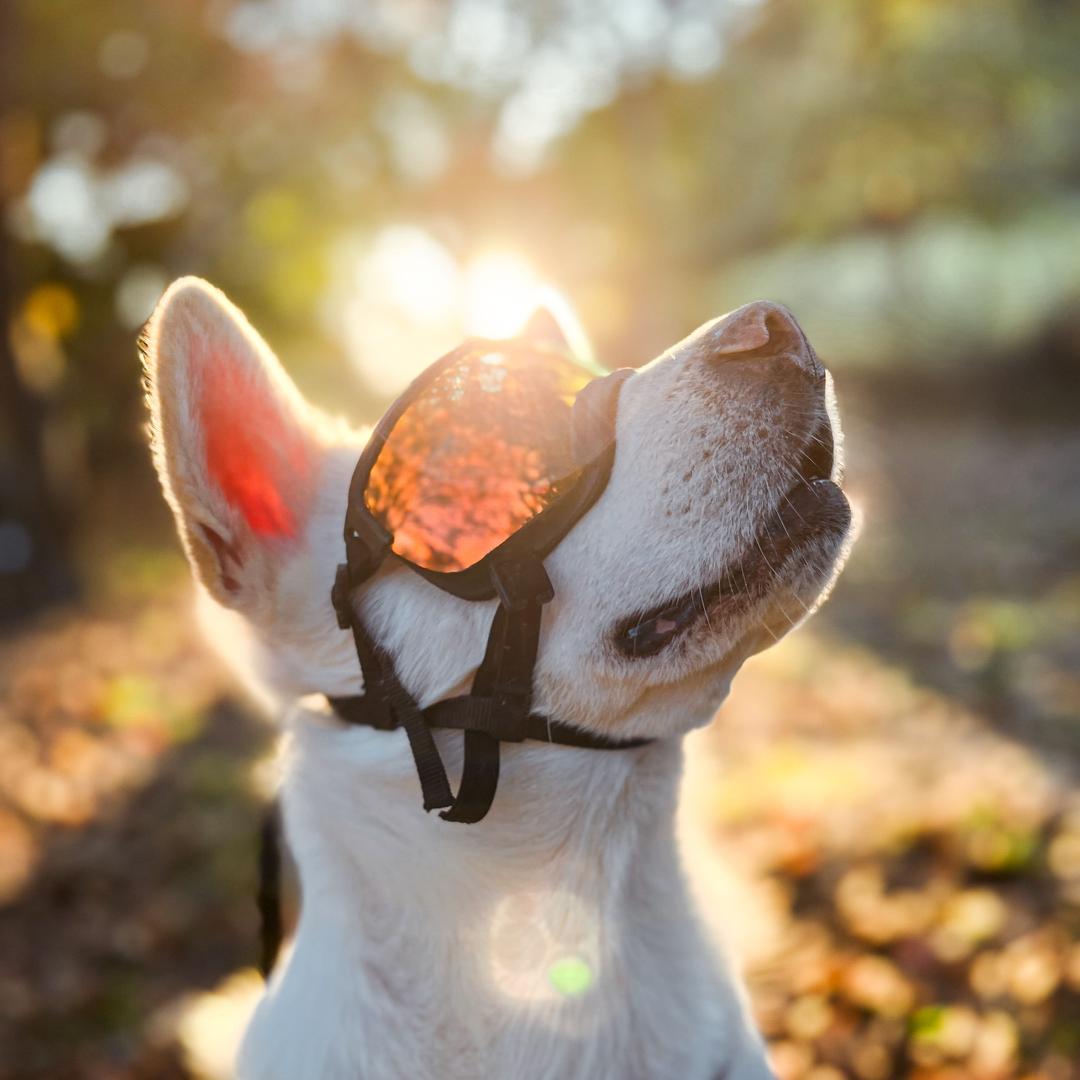[사전 예약] 견체공학 견글라스 강아지 고글 선글라스 눈 보호