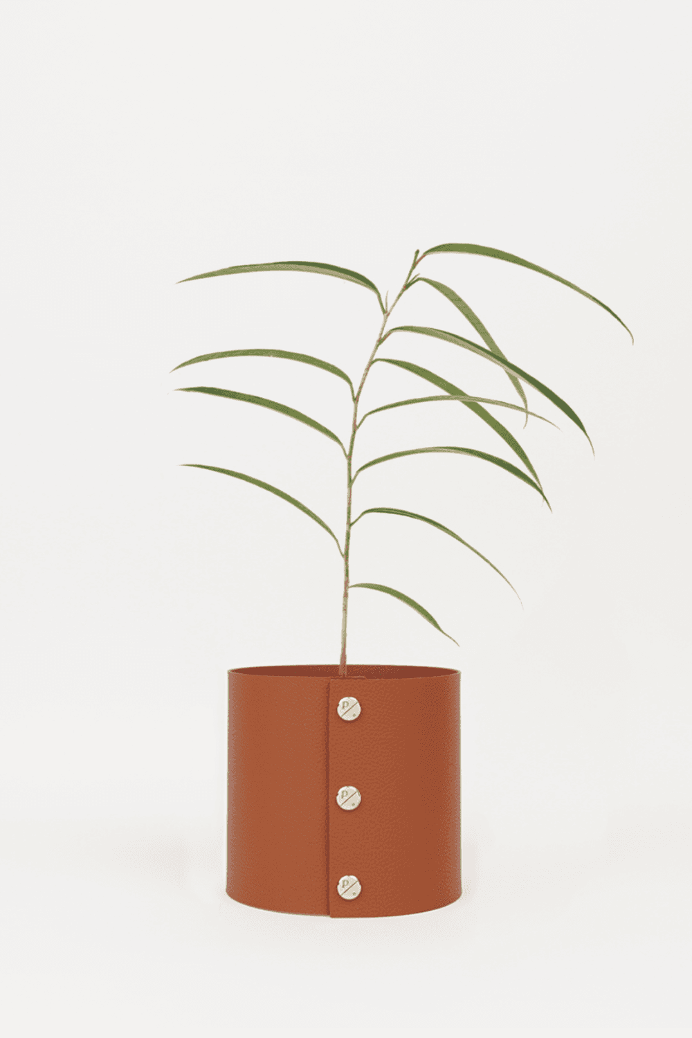 팟커버 XS  + 알리 고무나무