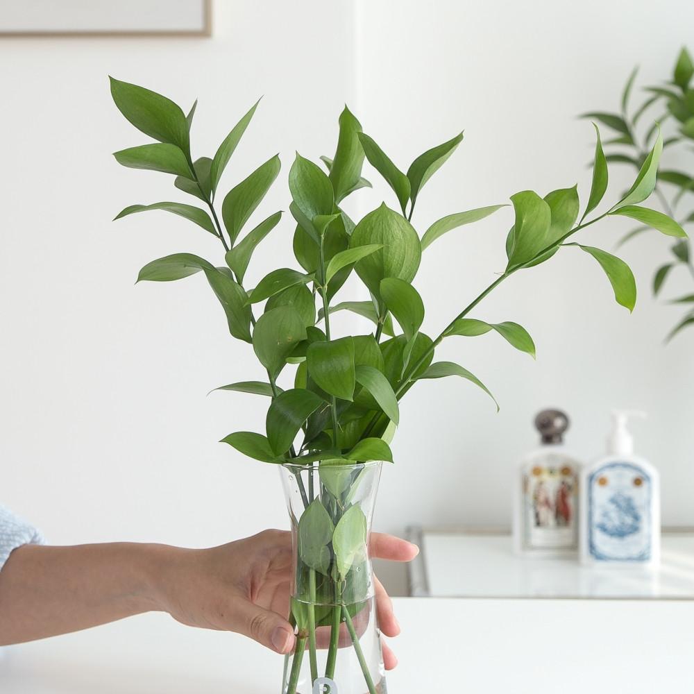 루스커스 수경재배식물 수생식물 수중식물 키우기 쉬운 화분 뿌리 어항 플랜테리어 소형5줄기