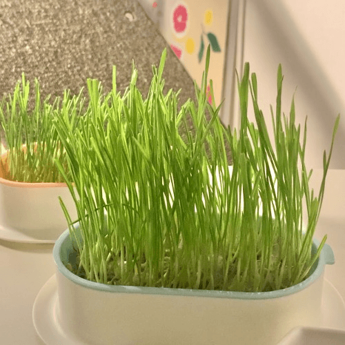 모리네 국내산친환경 무소독 고양이풀 캣그라스 새싹 수경재배