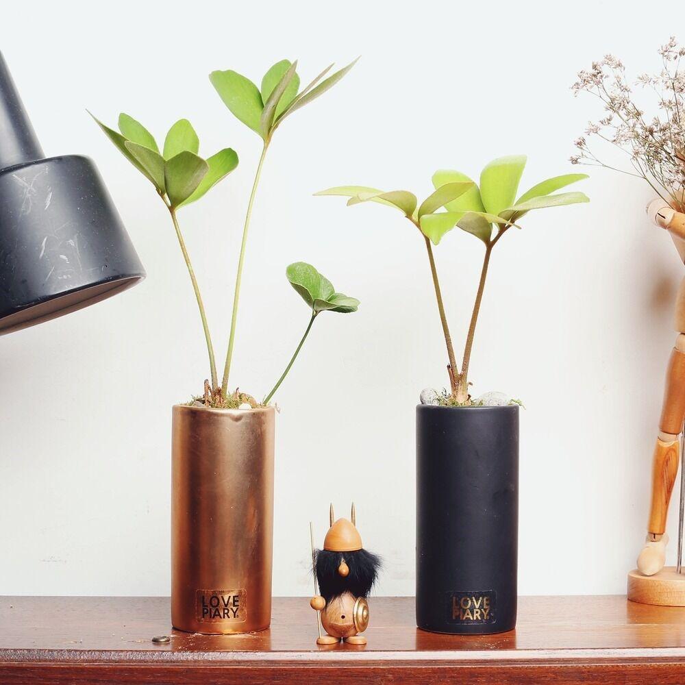 실내공기정화식물 멕시코소철 실린더 미니화분