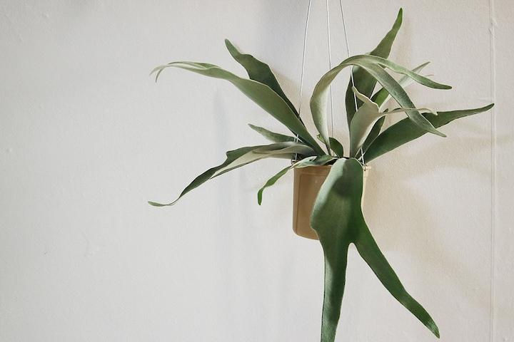 사슴뿔 박쥐란 미세먼지 제거에 좋은 행잉플랜트