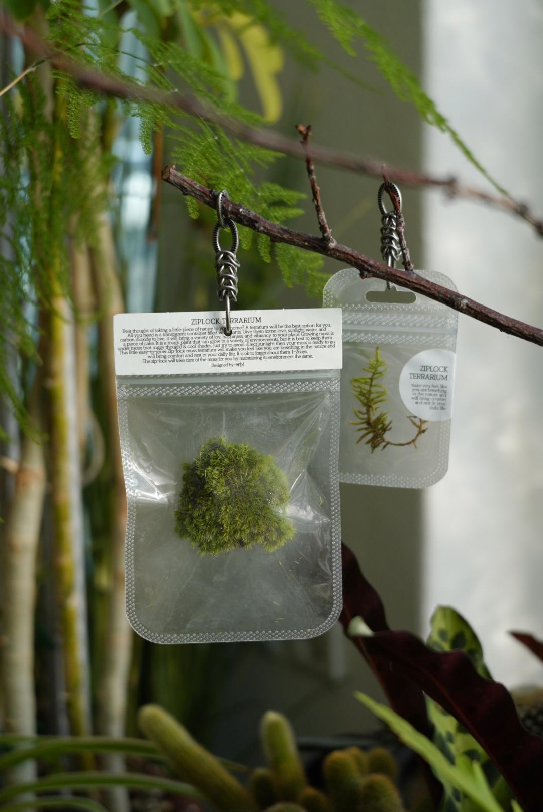 정원놀이 Ziplock Terrarium (집락테라리움)