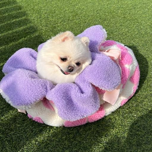 코지 블라썸 포켓 🌸 강아지 침낭 댕모차 워머 방석