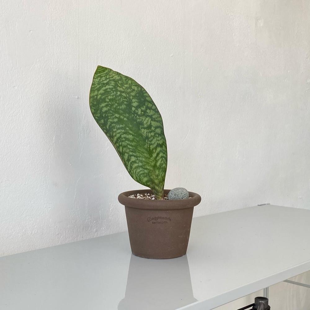 마소니아 마소니아나 희귀식물 고래꼬리 다육식물 키우기 쉬운 플렌트