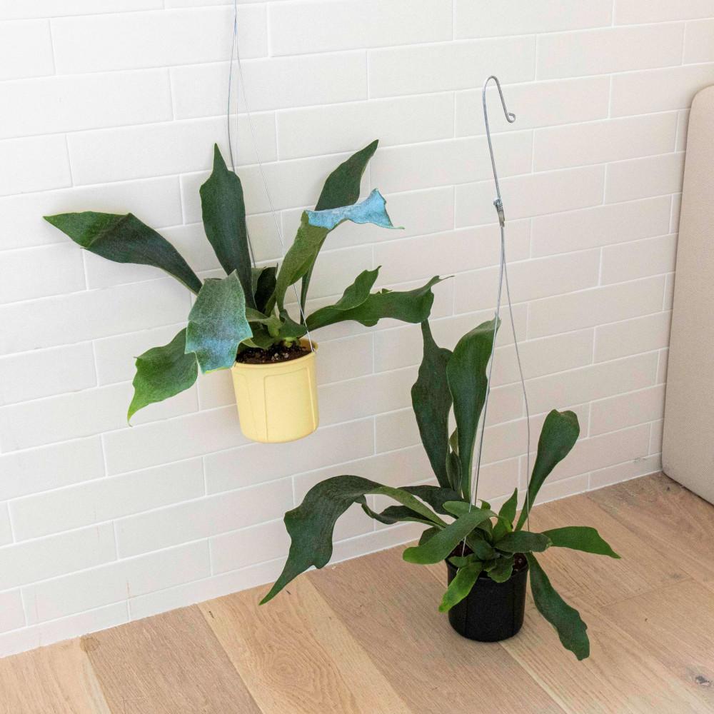 행잉팟 박쥐란 감각적인 행잉식물 미세먼지제거 박쥐난 사슴뿔