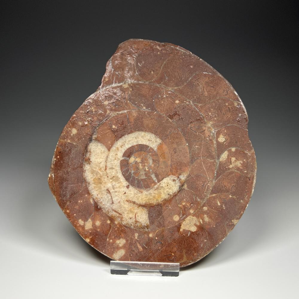 암모나이트(Ammonite)