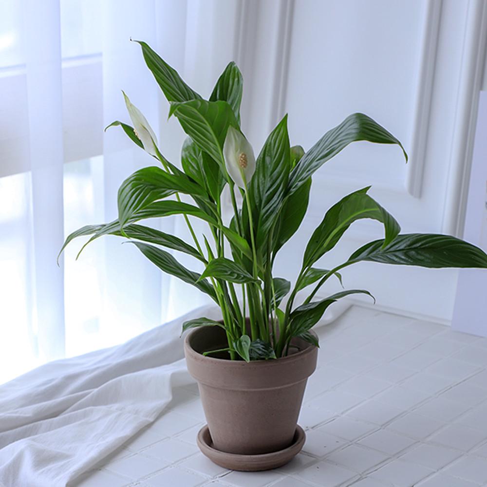 공기정화식물 스파트필름 호야 스킨답서스 아이비 오색마삭줄 마크라메 토분 화분 키우기