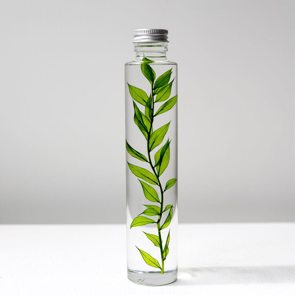 식물표본 200ml_Ruscus