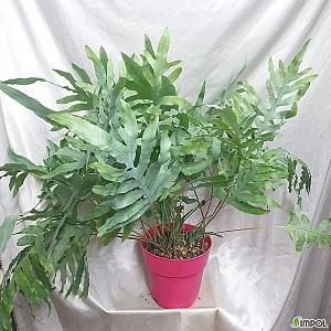 ★블루스타펀고사리 블루스타고사리 반음지에서잘자라는식물 착생식물 이쁜고사리 공간연출 플랜테리어 인테리어식물