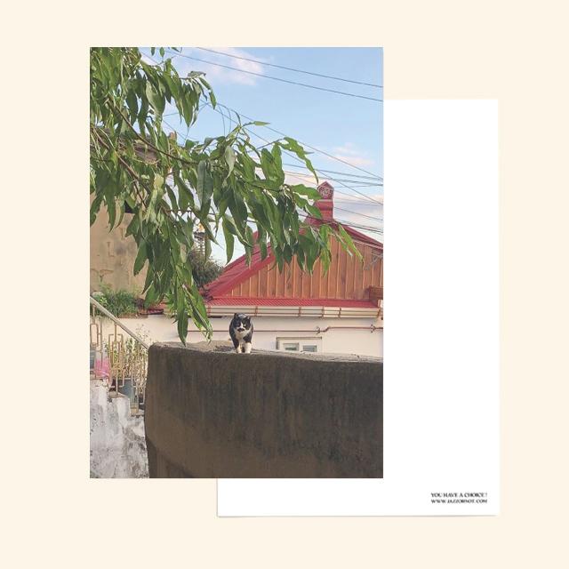 Cat Walk Postcard