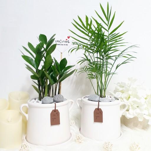 축하카드무료💟 금전수 테이블야자 돈나무💰 고급화분