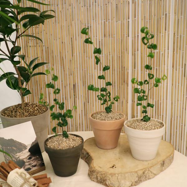 화분포함완제품 돌돌 말린 잎이 유니크한 바로크 벤자민 - 토분 3color