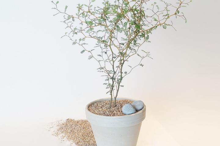 감성식물 마오리 소포라 스팡화분_3size