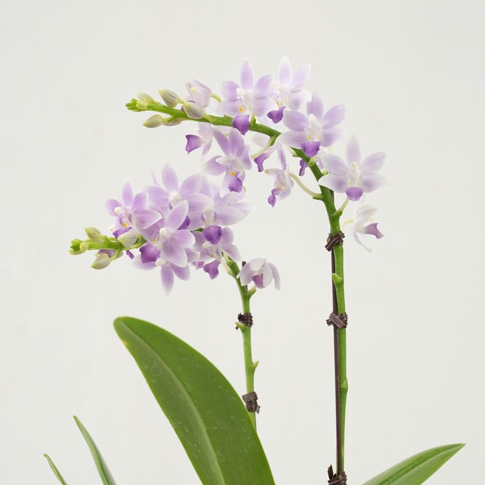 호접란 난 영전 승진선물 환갑 축하 팔레놉시스 블루사파이어 개업화분