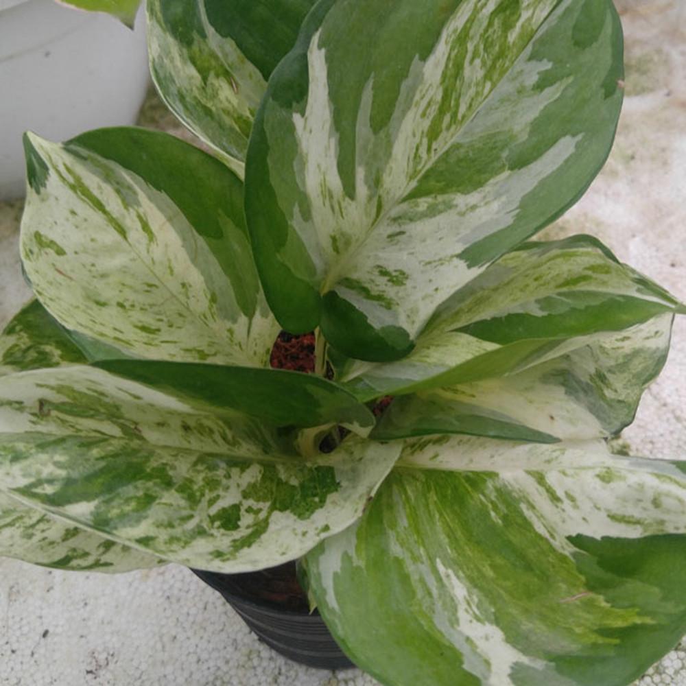 에피프레넘 만줄라 무늬몬스테라 마블스킨