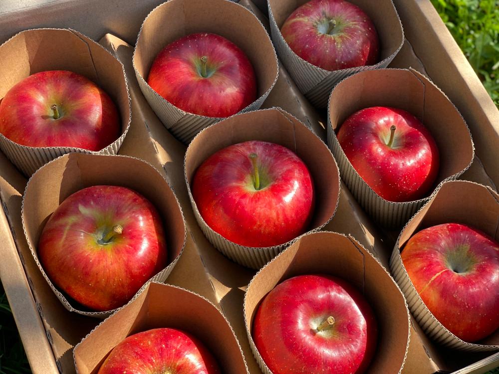 가정용 3kg / 열매달 사과 / 종이 포장