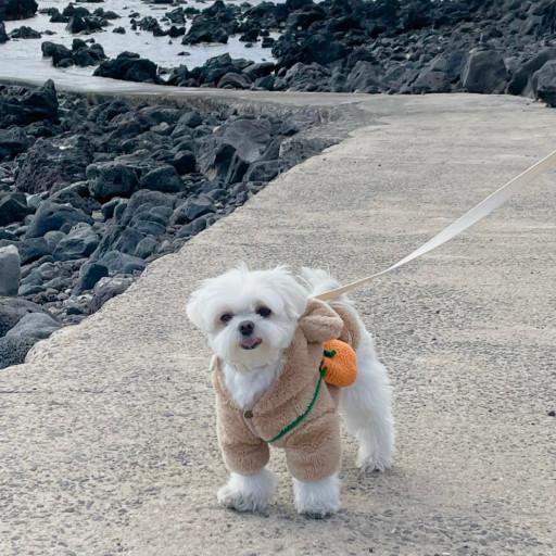 강아지 고양이 제주 귤가방🍊