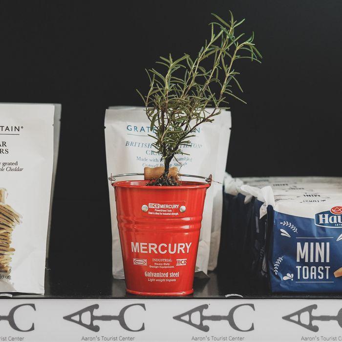 Mercury Mini Gardening Basket_red