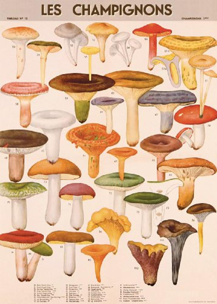 카발리니 포장지 - Mushrooms 20x28인치 Sheet