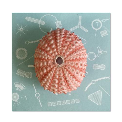 LED LAMP / 진분홍 성게