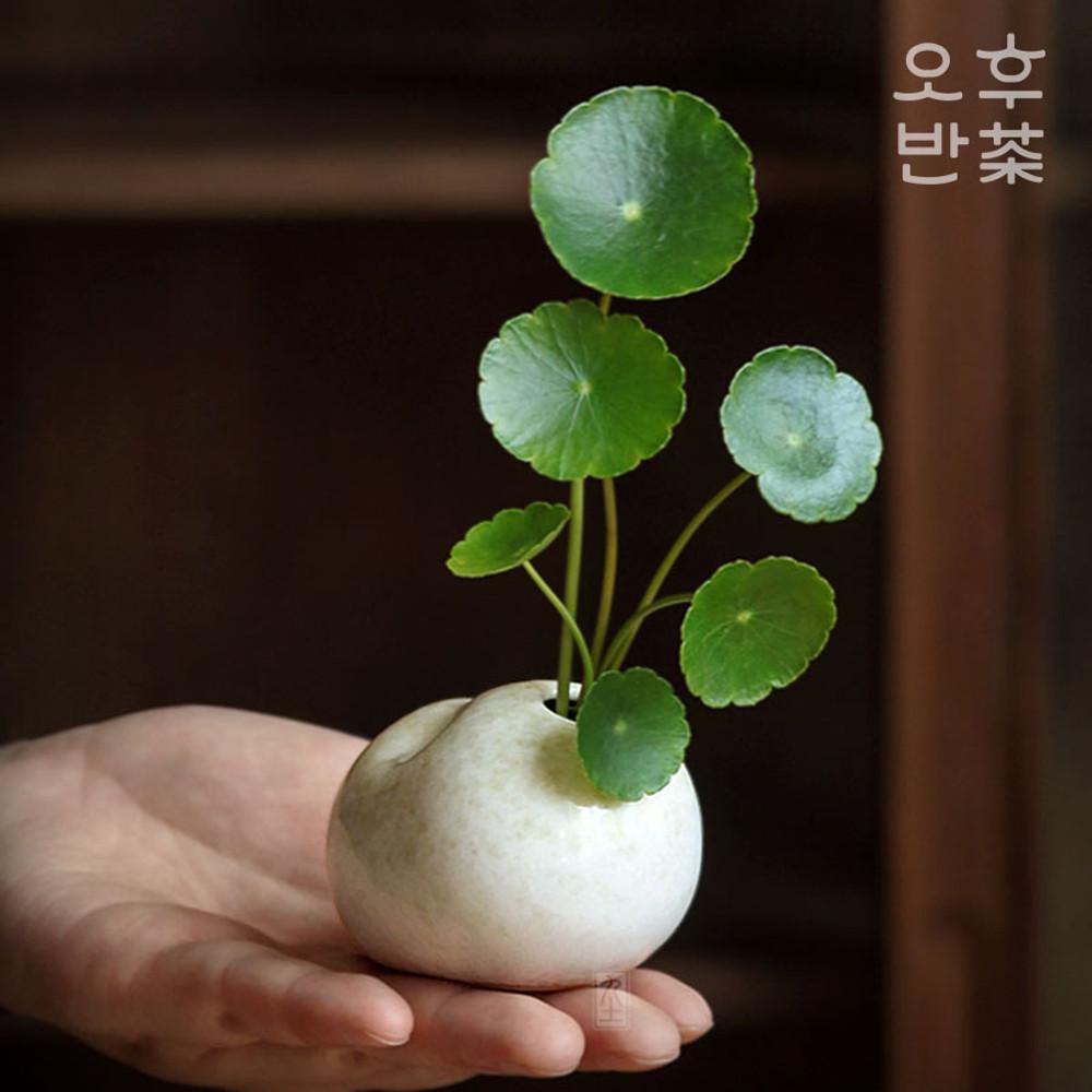 오후반차 조약돌 다화 꽃이 미니 화병 꽃병 이케바나 꽃꽂이