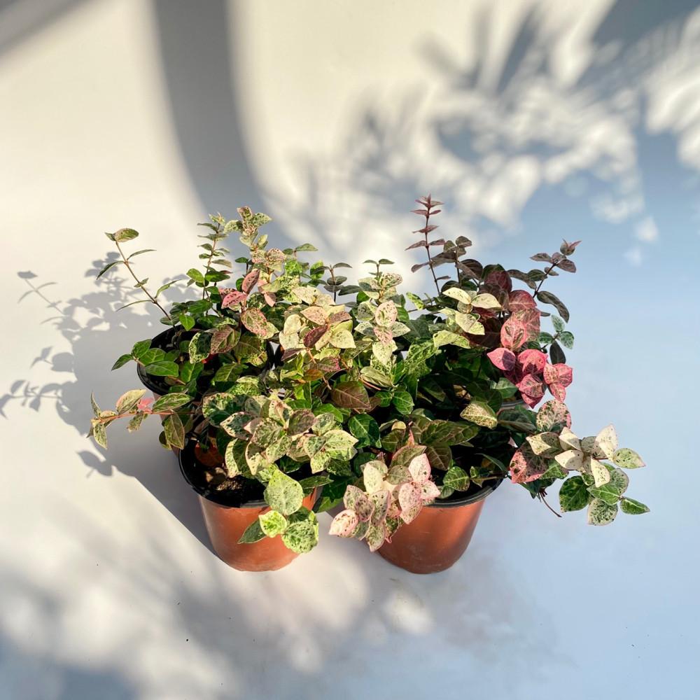 초설 소품 오색마삭 야생화 잘죽지않는 실내인테리어 식물