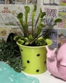 (Anticifate) Fate of the Stars Plant Pot