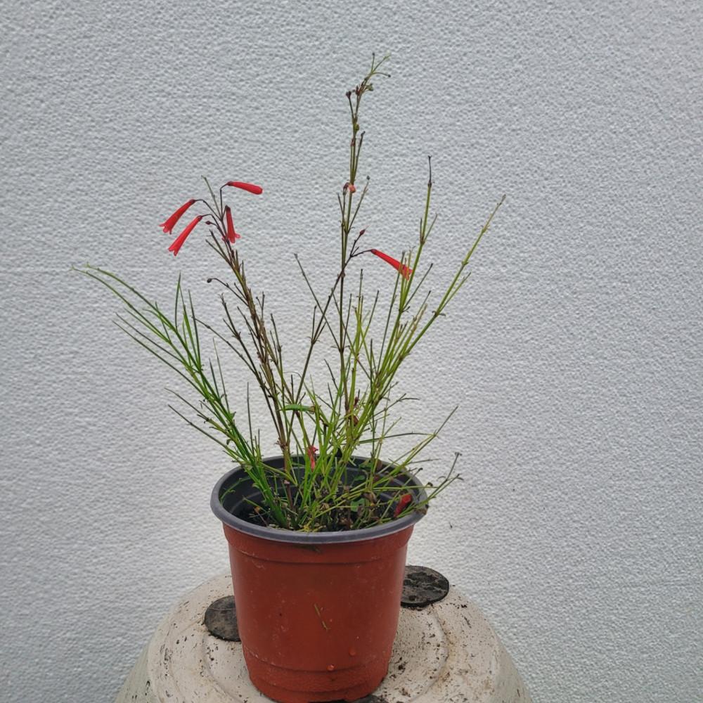 플랜테리어 인기야생화 폭죽초 소품 15-25cm 29