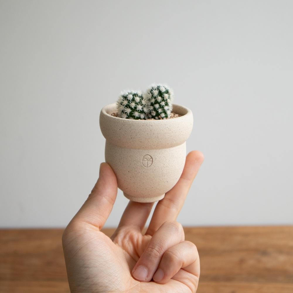 미니어처팟 Nut_mini(Sand) + 식물 _ 화분 선물 set