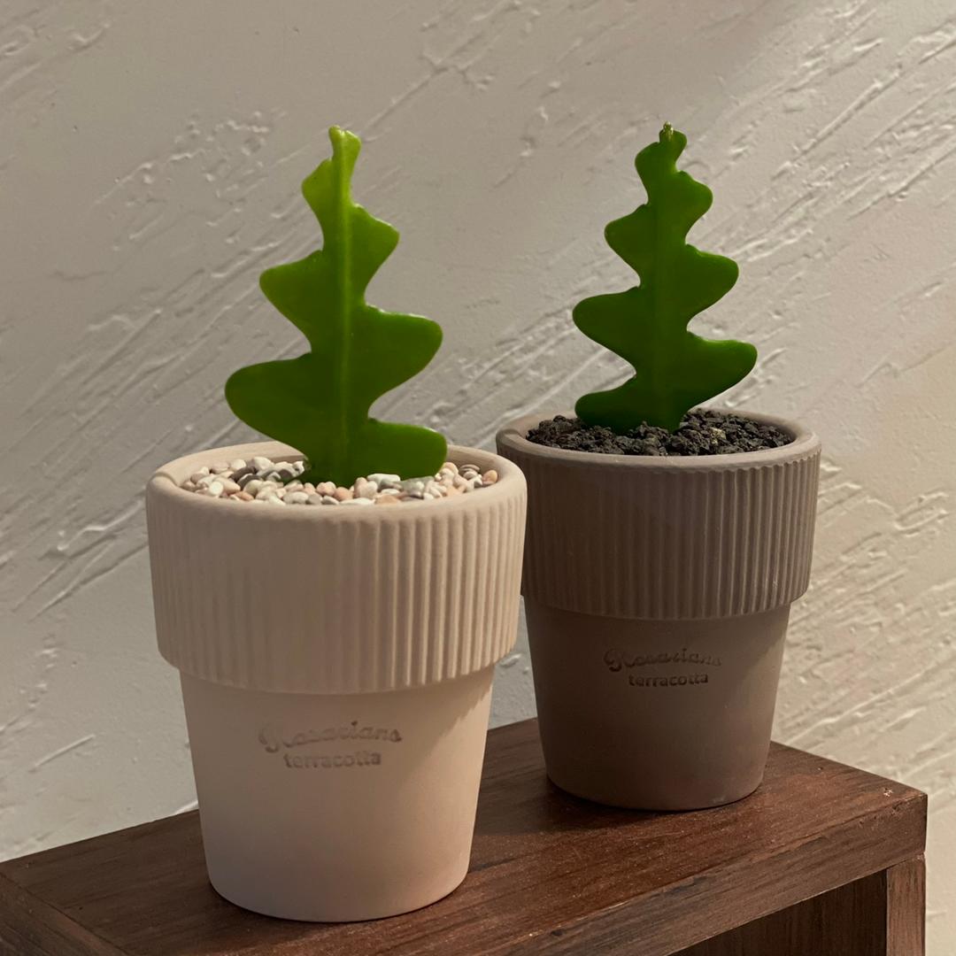 생선뼈선인장 피쉬본 지그재그 다육식물 피시본 공기정화식물 인테리어 플랜테리어 반려식물