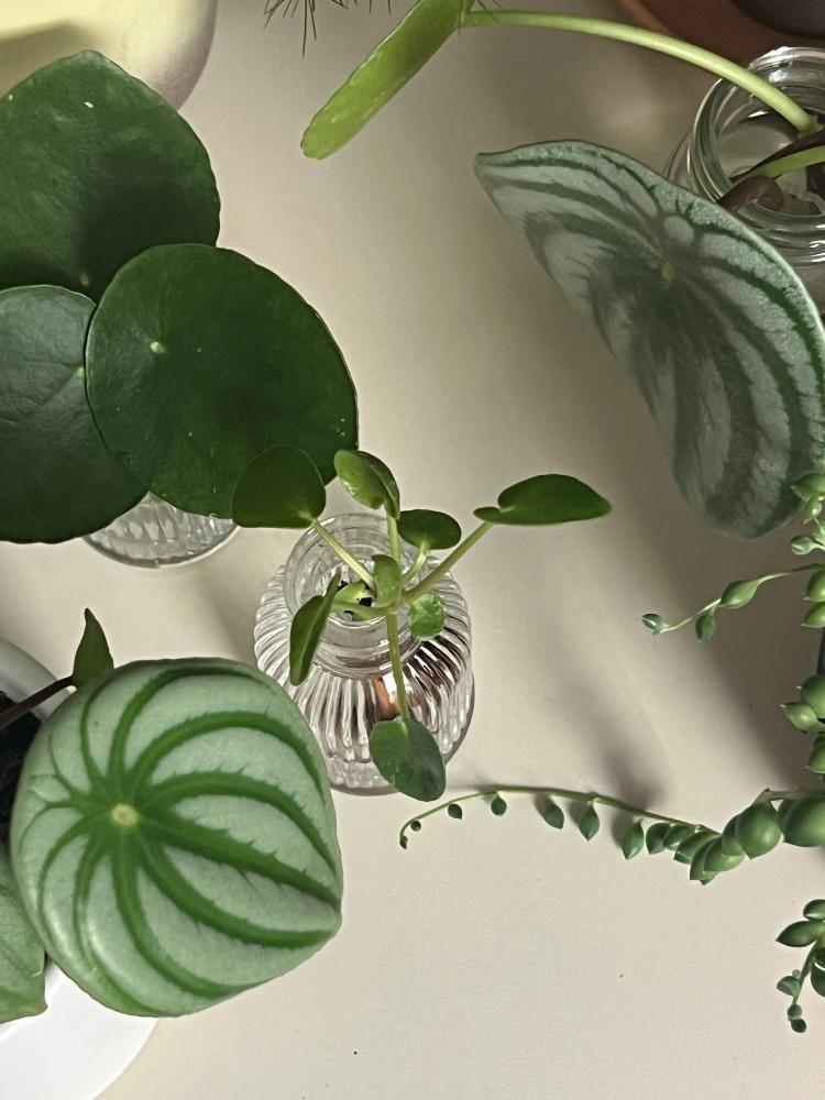 식물 잎 물꽂이용 작은 화병