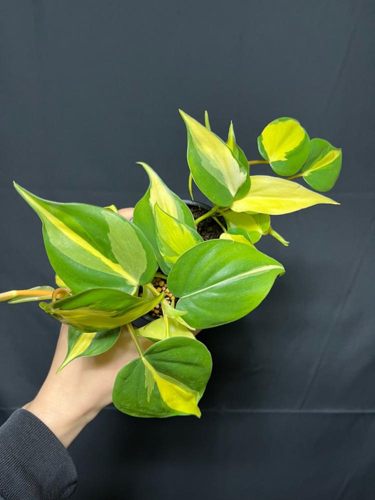 필로덴드론 옥시카르디움 브라질 (랜덤배송)