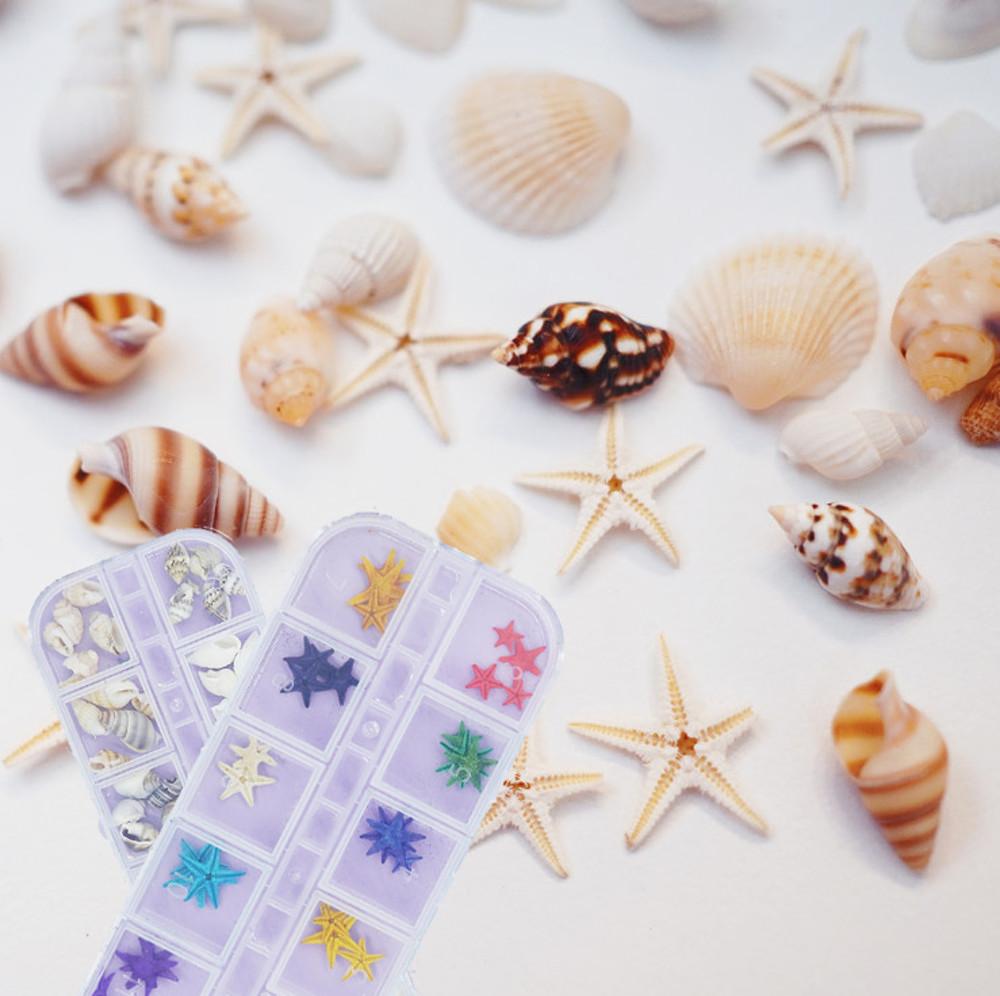 (세트) 해변의 조개, 불가사리 세트 / 소라 껍떼기 모음